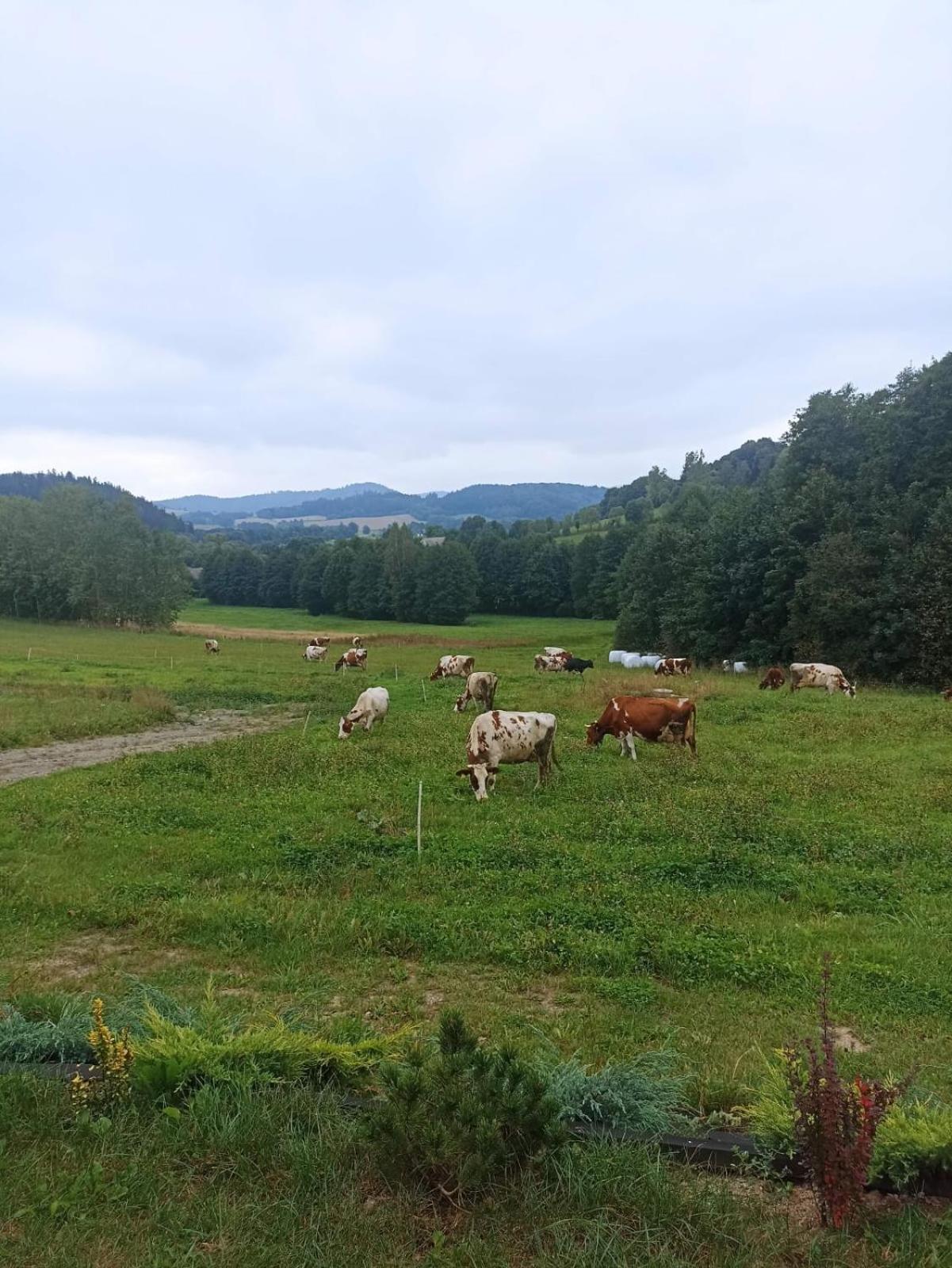 Maraska Holiday House Kamienna Gora Kültér fotó